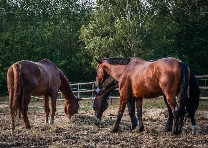 Gospodarstwo Agroturystyczne Anielin